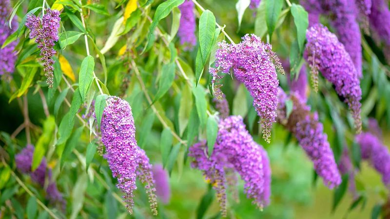 Butterfly Bush
