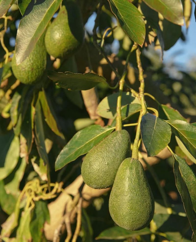 Avocado Trees