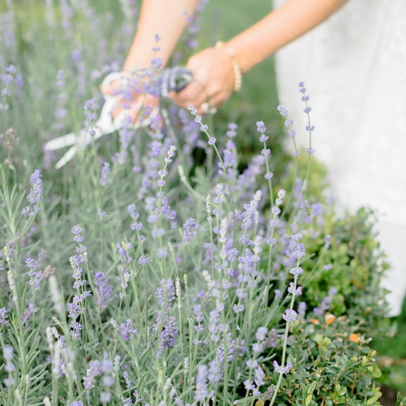 Lavender (Light Trim Only)