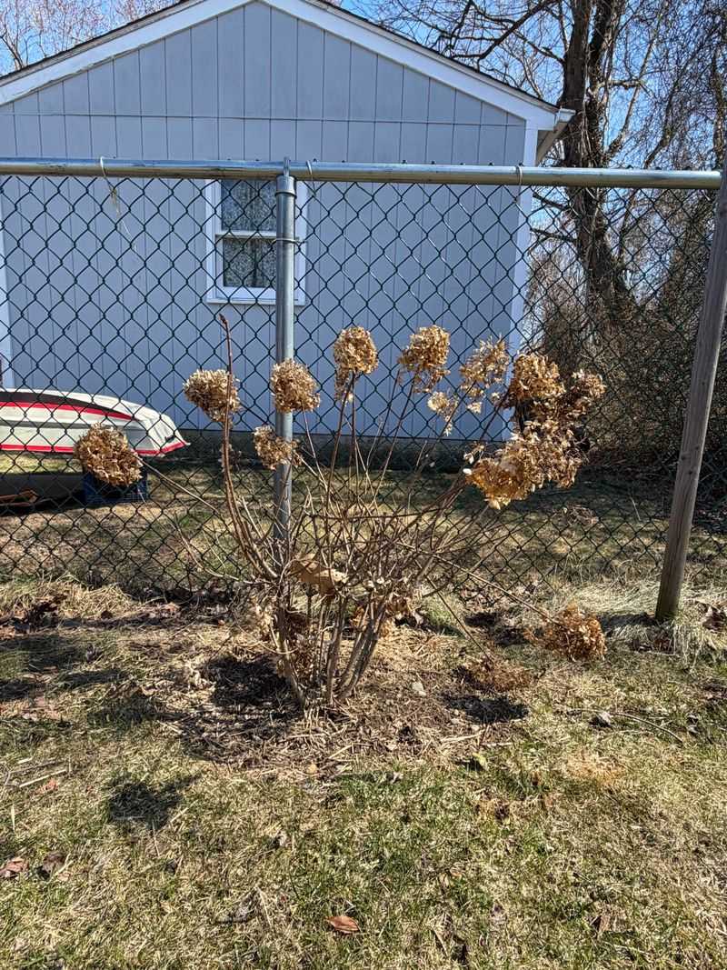 Hydrangeas (Panicle And Smooth Types)