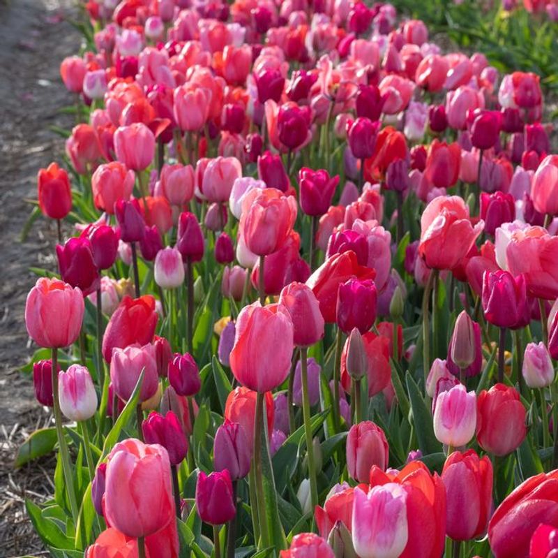 Tulips