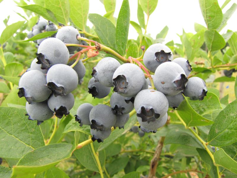 Blueberries