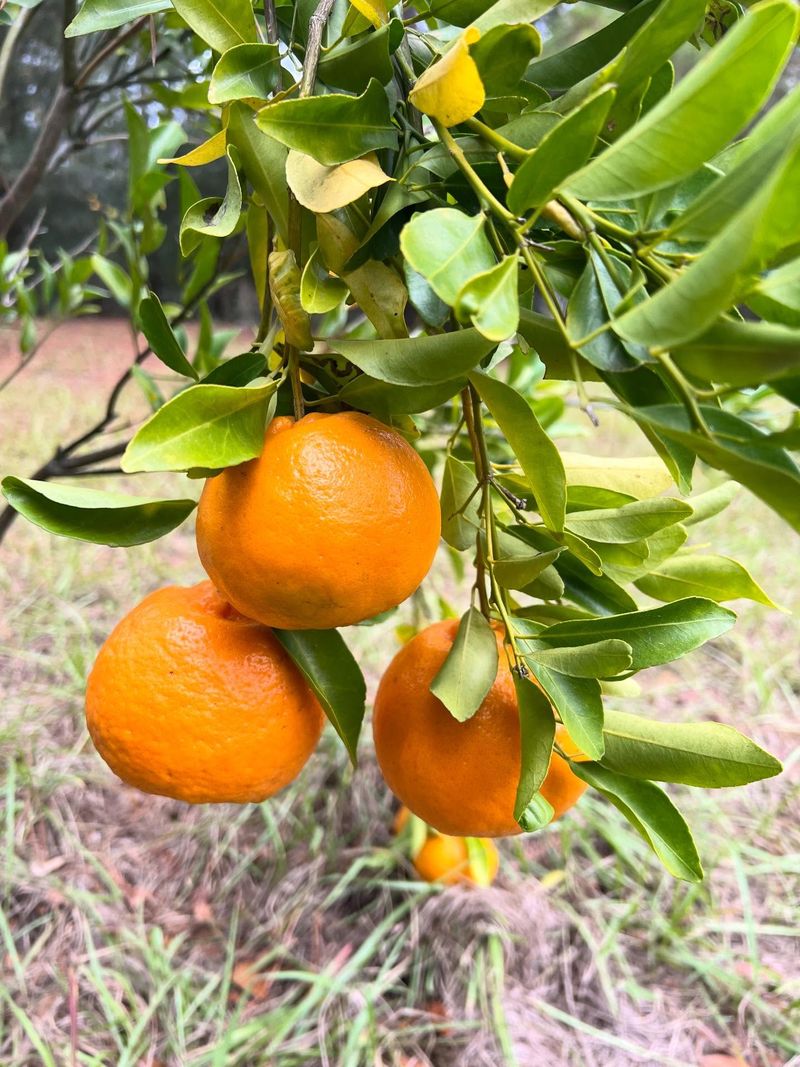 Established Citrus Trees Thriving Strong