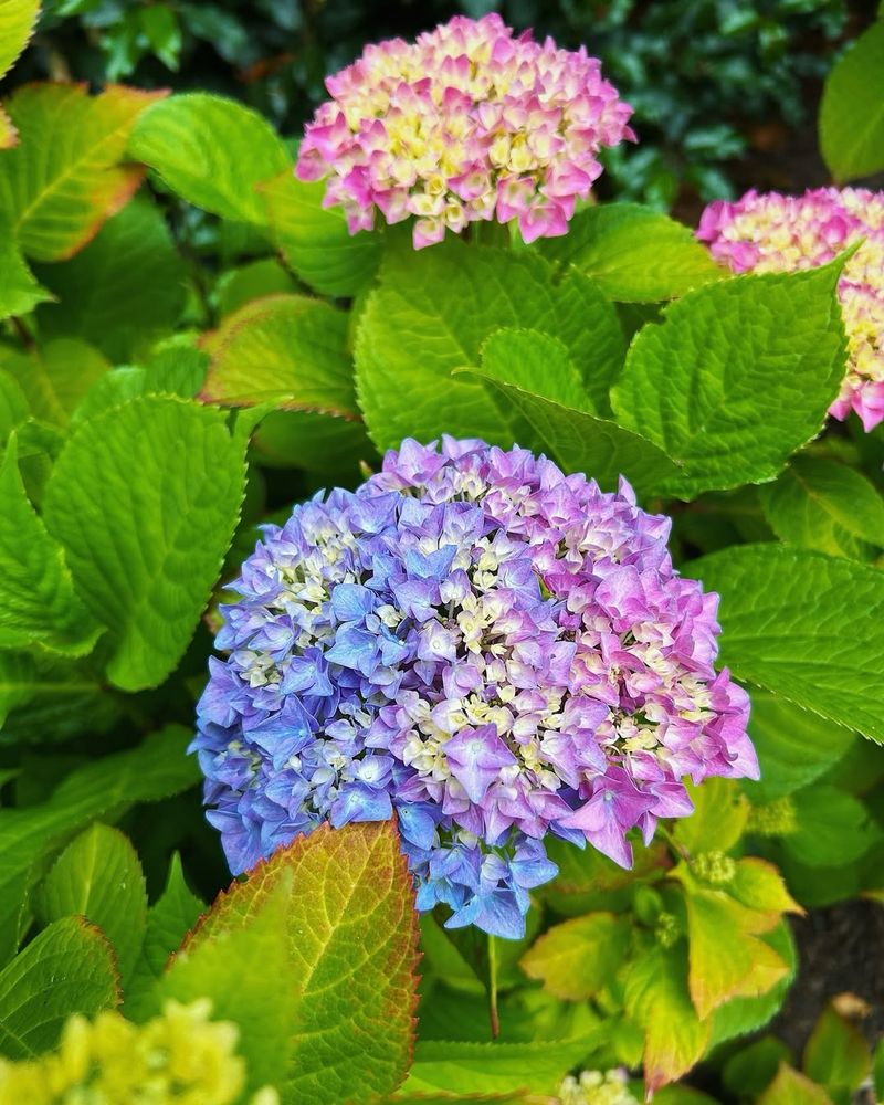 Hydrangea Benefits From A Light Early Spring Feeding