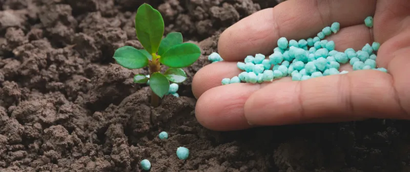 Blueberries Need An April Boost For Better Harvests