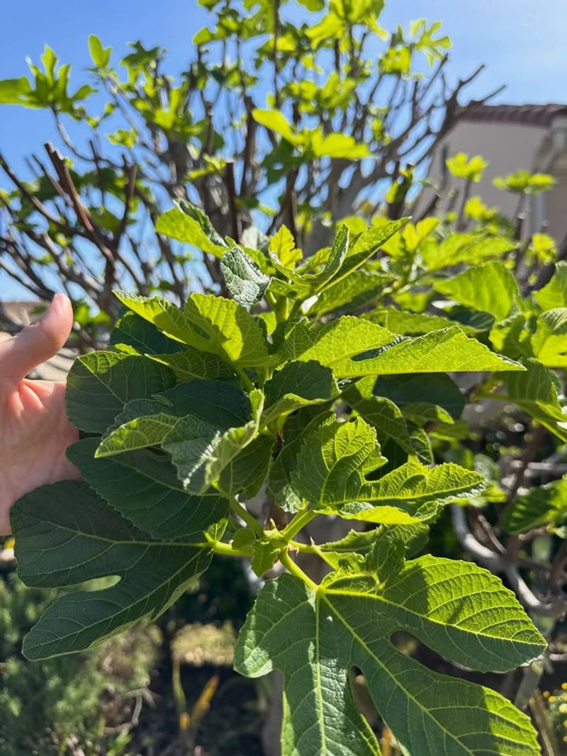 Fig Trees Often Resprout From Lower Growth