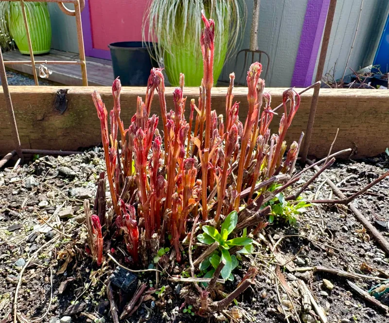 Late Blooming Clematis Thrives When Cut Back In Spring