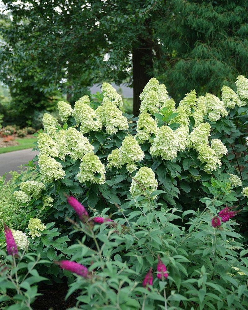 Panicle Hydrangeas (Hydrangea paniculata)