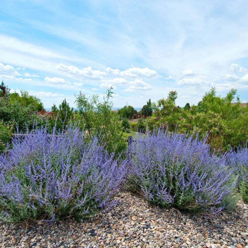 Russian Sage With Clouds Of Lavender-Blue Flowers