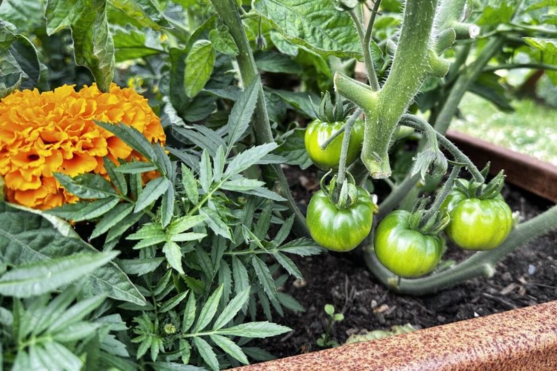 Companion Plant For Better Growth