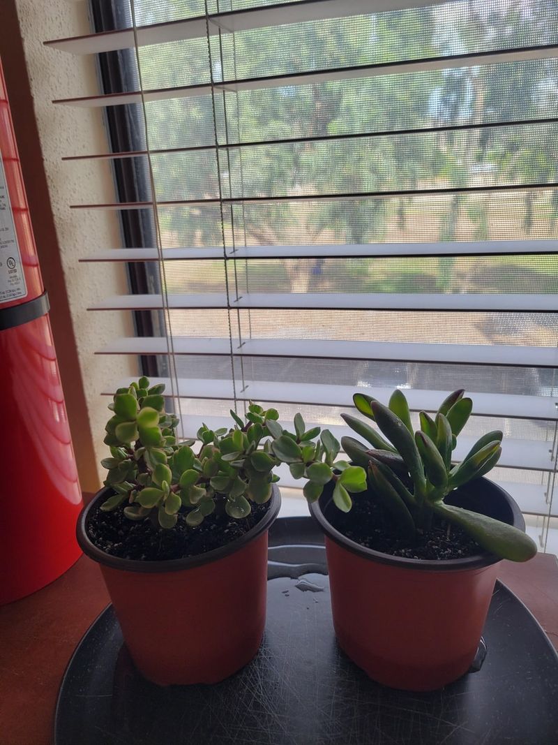 Keep Succulents Away From Cold Drafts And Direct Vents