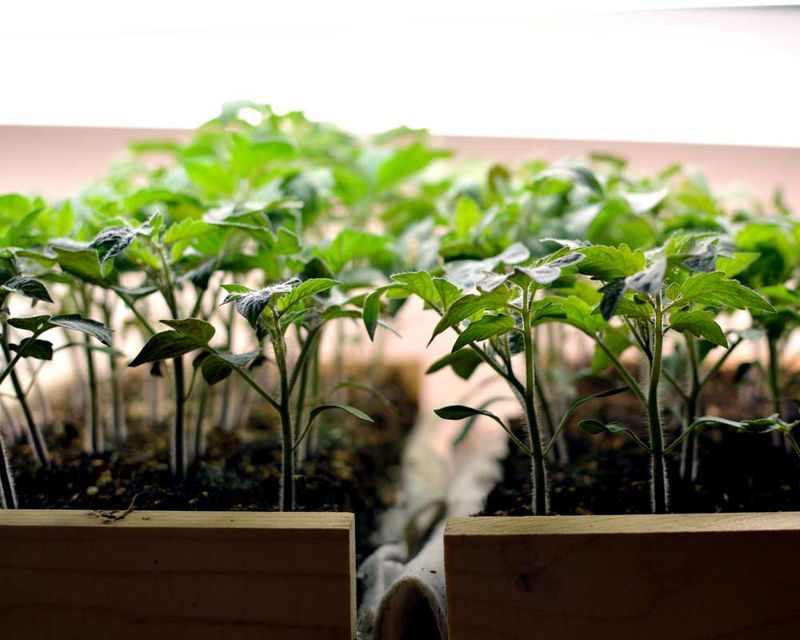 Maintain Cool Temperatures For Seedlings