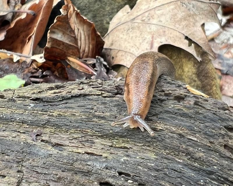 Scout For Early Pests And Diseases Before They Spread