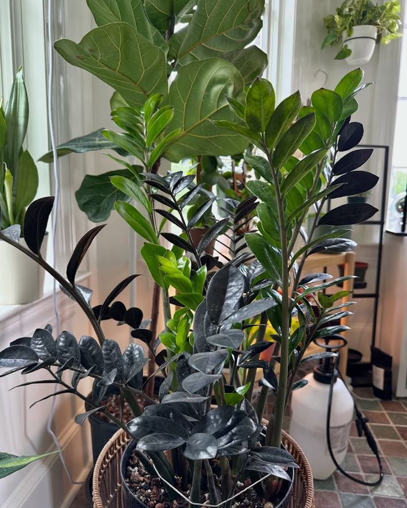 Dust Free Leaves Help The Plant Use Available Light Better