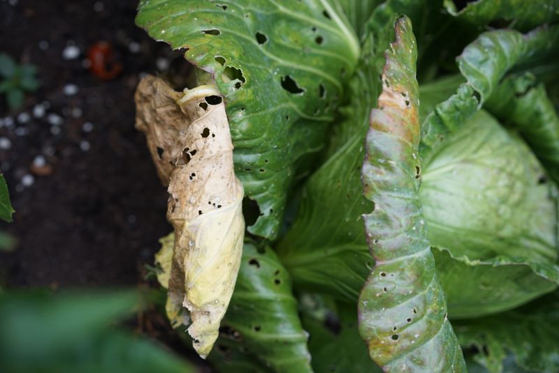 Healthy Plants Recover More Easily