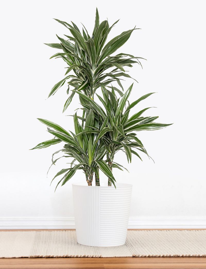 Dracaena Thrives In Low Light