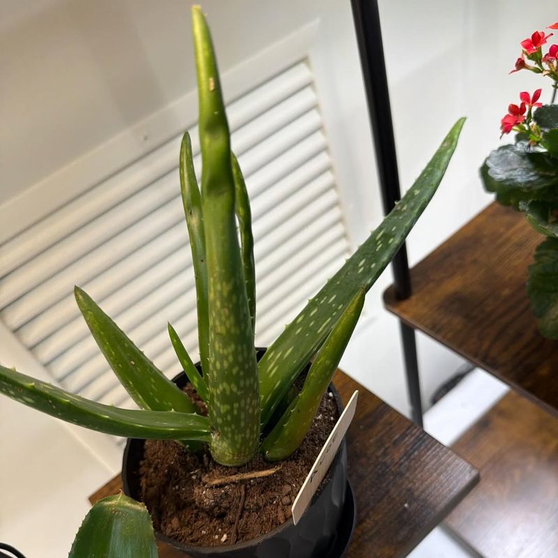 Aloe Vera Grows Tough With Little Water