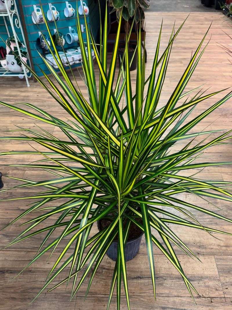 Dracaena