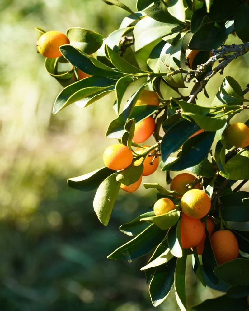 Sweet Kumquat Packing Tiny Punch