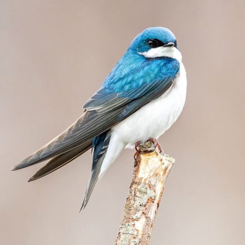 Tree Swallow The Acrobat Of The Air