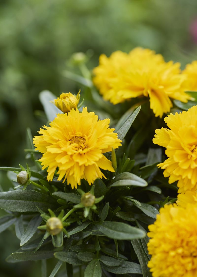 Coreopsis SunGlobe Offers Low-Profile Radiance For Sunny Borders
