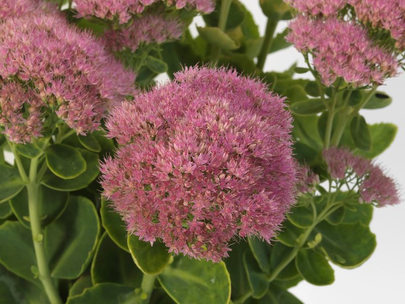 Sedum Spectacular Offers Drought-Defying Texture And Late-Season Interest