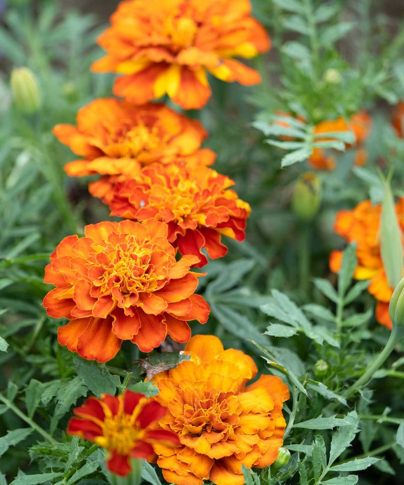 Marigolds