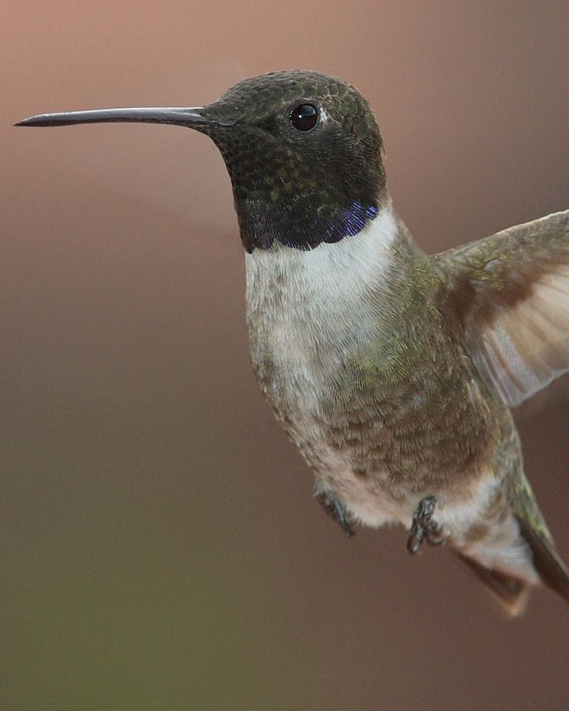 Black-chinned Hummingbird 