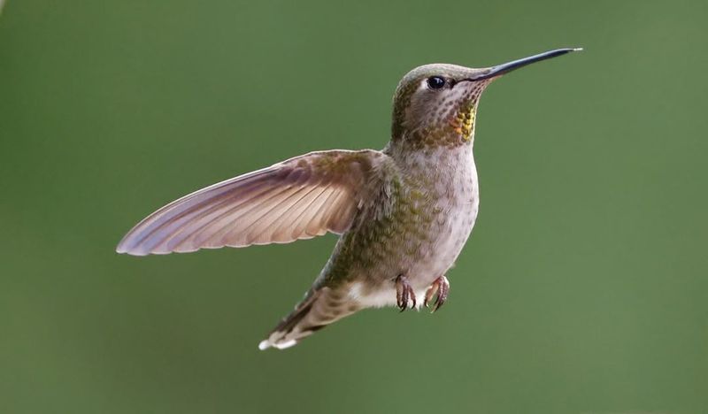 Anna's Hummingbird (Female)