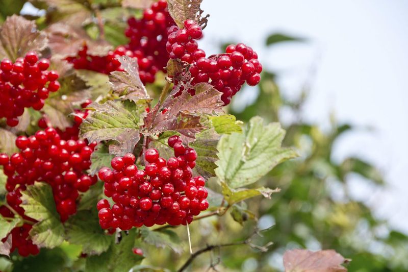 Highbush Cranberry Tolerates Cold And Wet Soil