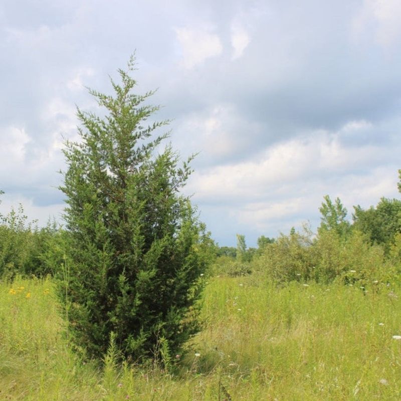 Eastern Red Cedar Survives In Sandy Poor Soil