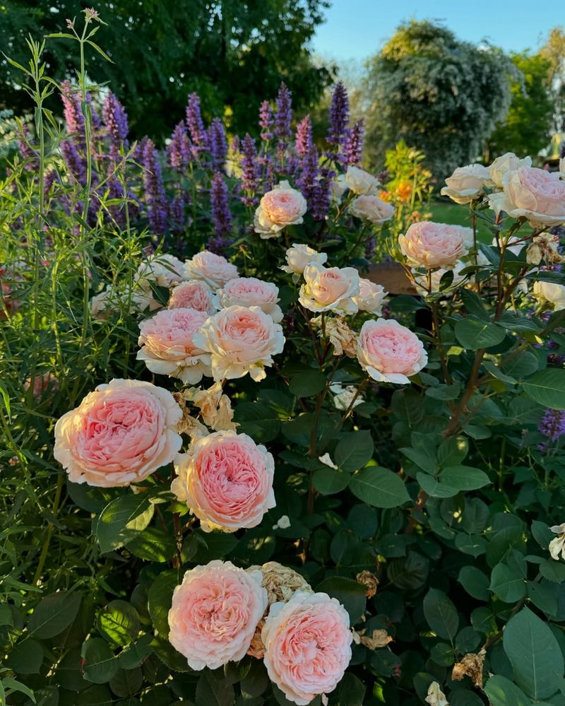 Floribunda Roses With Endless Colorful Clusters