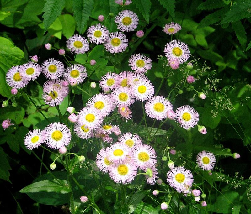 Fleabane