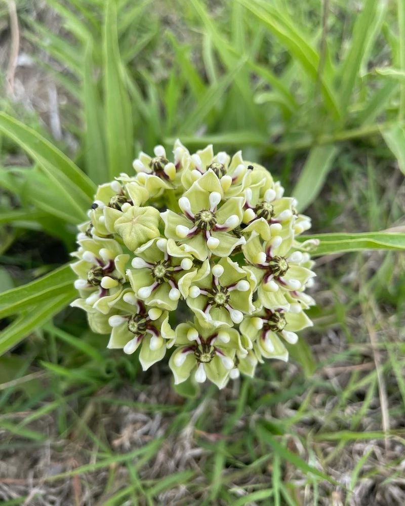 Antelope Horns Milkweed With Its Curved Seed Pods