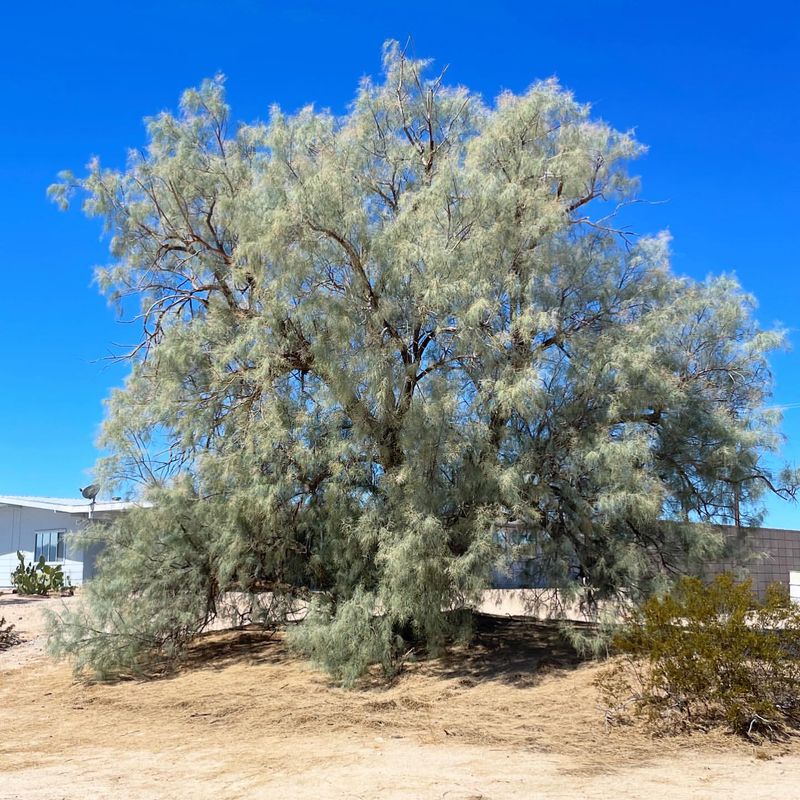 Athel Tamarisk Develops Aggressive Roots And Water Issues