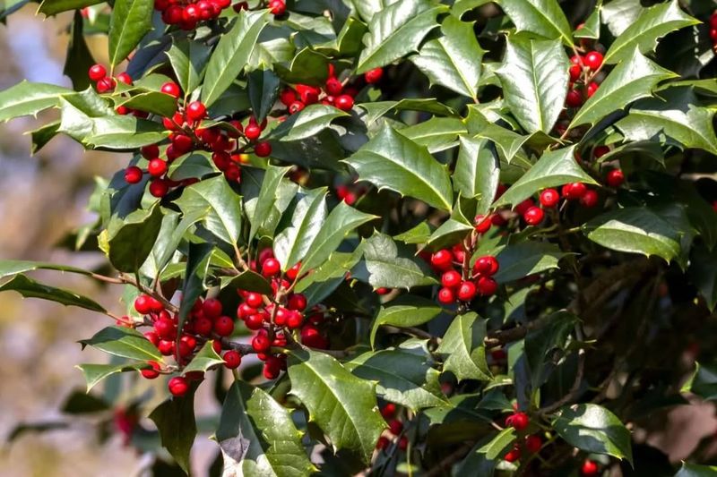 English Holly That Spreads Like Holiday Cheer