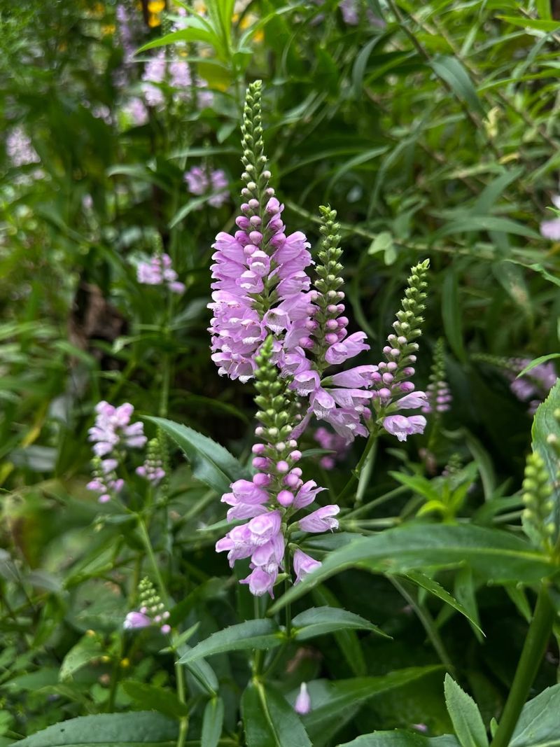 Obedient Plant