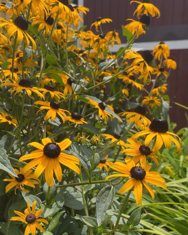 Black-Eyed Susan (Rudbeckia hirta)