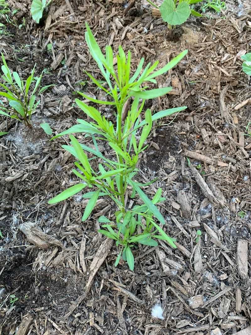 Coreopsis Responds Well When Old Stems Are Removed