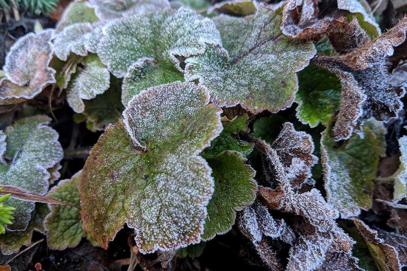 Heuchera Uses Old Leaves To Shield New Shoots