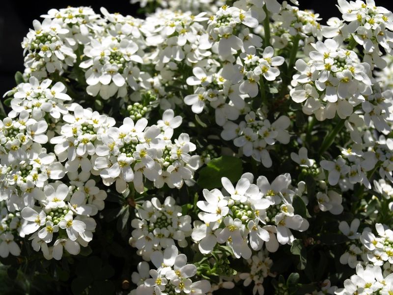 Candytuft Showing Off Sweet White Flowers