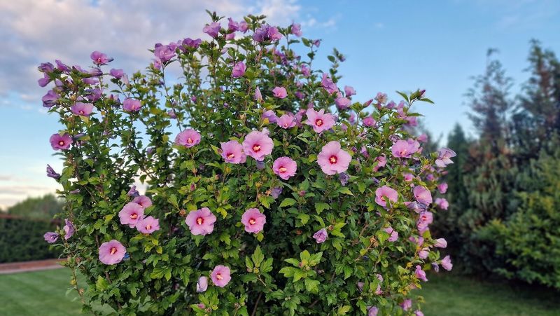 Rose Of Sharon That Brings Classic Charm