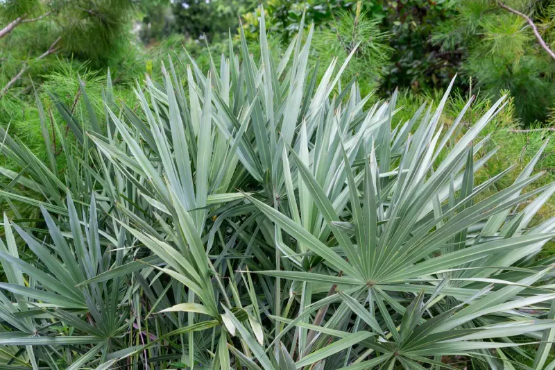 Saw Palmetto (Serenoa Repens)
