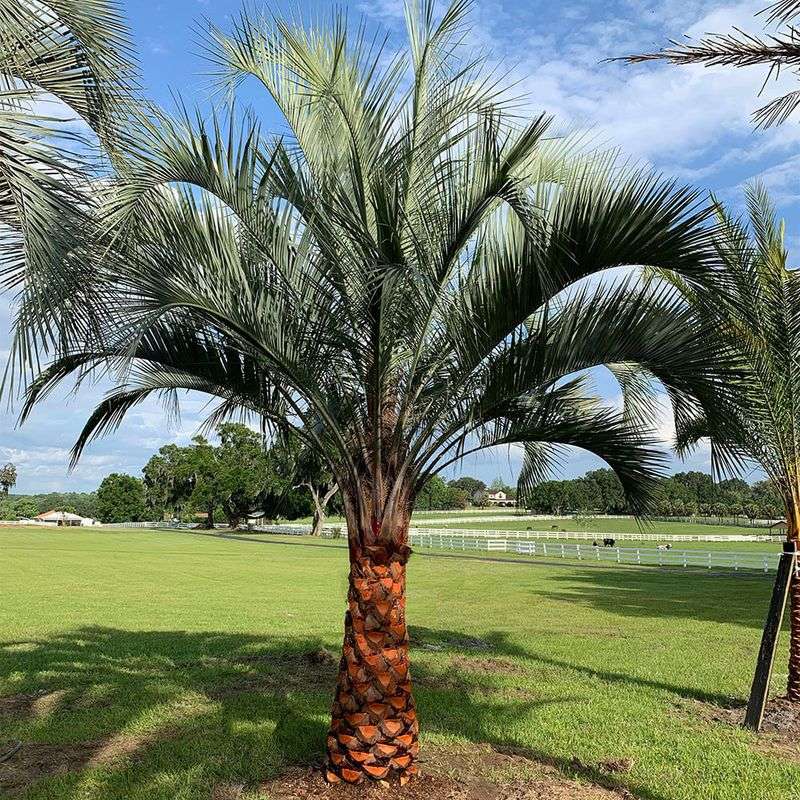 Pindo Palm Adds Soft Blue-Green Fronds And Tropical Texture