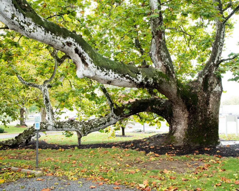 Pennsylvania's Tallest American Sycamore