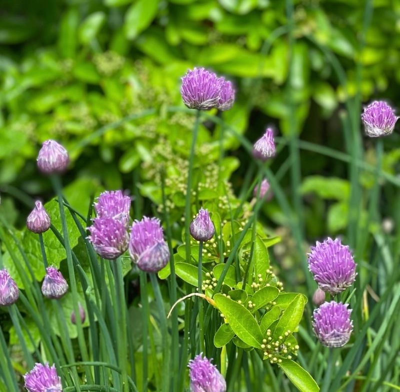 Chives