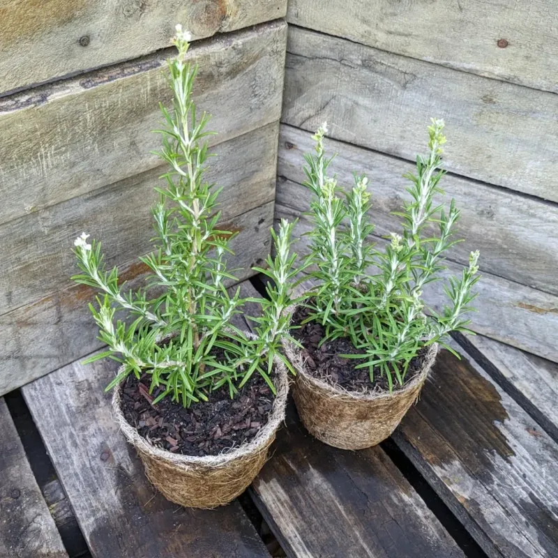 Rosemary Dominating Sunny Gardens