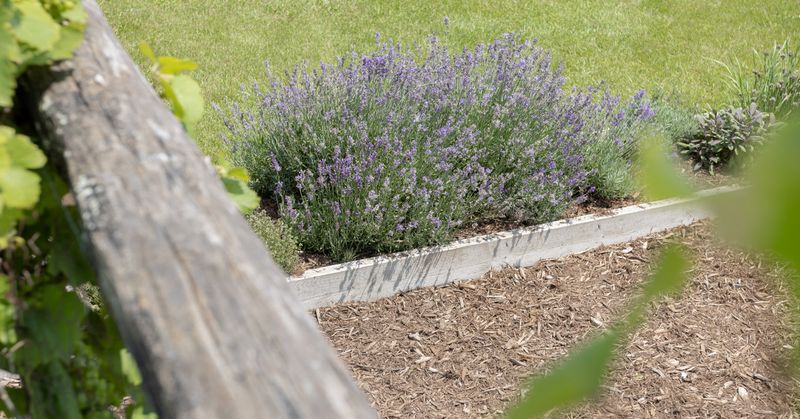 Lavender Needs The Right Spot But Comes Back Reliably