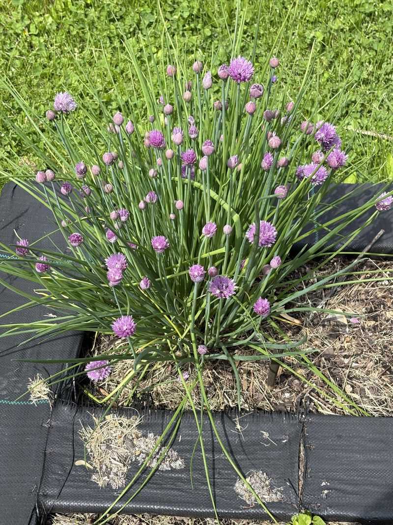 Chives With Pretty Purple Blossoms And Onion Notes