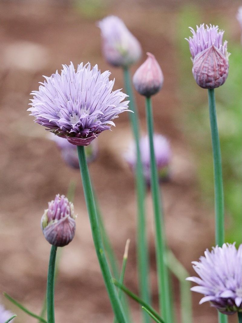 Chives That Pop Up Early And Add Cheerful Color